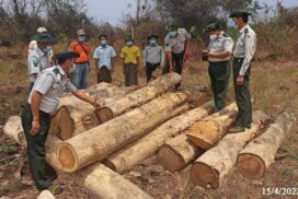 Authorities seize illegal timbers and raw jade