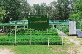 Over 1.4 million seedlings nurtured at Forest Department for public distribution in rainy season