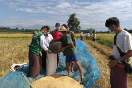 Summer paddy price hits K800,000 per 100-baskets