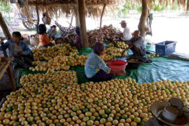 Mango association suggests quality control to maintain market share