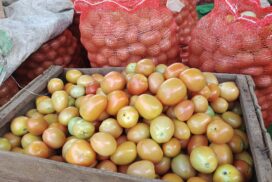 Tomato growers expect good price in Pindaya Tsp