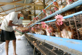 Pork and chicken prices surge due to raw materials, transport costs