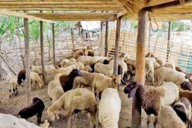 Manageable-scale sheep and goat farming increases Pwintbyu locals’ income