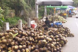 Seasonal ice apple fetches good price in Mandalay market