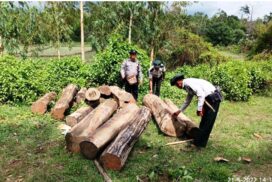 Illegal timbers, animals, cosmetics, foodstuffs unregistered vehicles seized