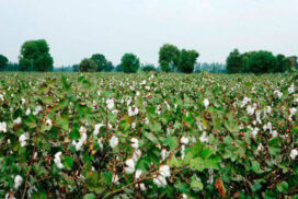 Over 81,000 acres of long-staple cotton to cover in Sagaing Region