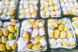 Seintalone mango fetches K35,000 per basket in domestic market