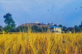 Mandalay market sees brisk sales of wheat crops