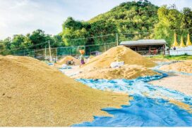 100 baskets of summer paddy priced at some K800,000 in Pantanaw Township in May