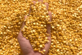 Growers deliver large amounts of chickpeas to market at high price
