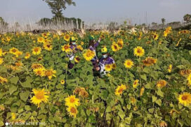 Sunflower acreage grows to meet self-sufficiency