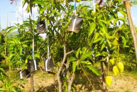 Sepauk village in NyaungU District executes nursery business with grafted seedlings