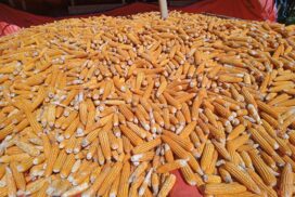 Corn prices edge up on strong foreign demand