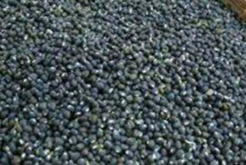 Black gram price soars to K1,560,000 per tonne