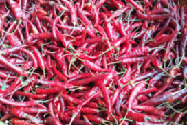 Chilli prices surge as cold storage charges hike