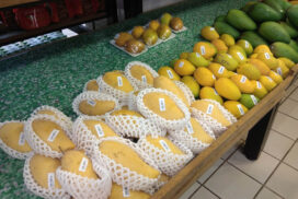Export price of Seintalone mango to China plunges