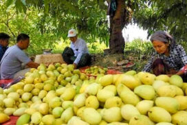 Pest survey conducted on mango farms in Mandalay Region