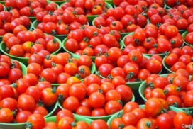 Tomato from Ywangan area fetching good prices