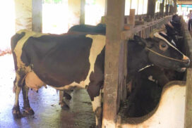 Dairy industry needs to improve milk quality for future prospects