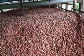 Onion prices rally to K2,000 per viss in Mandalay market