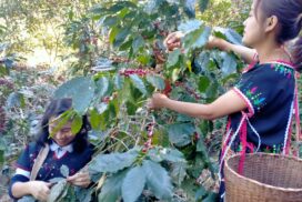 Promising Future Ahead for Myanmar’s Coffee Industry