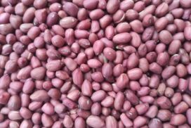 Robust demand elevates peanut prices
