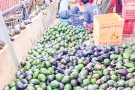 Avocados export to meet foreign market demand