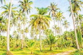Cultivating Coconut Palms:  Exploring the Lucrative Realm of Perennial Crops