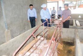 70 pig-raising farms set to emerge in Nay Pyi Taw with loan support