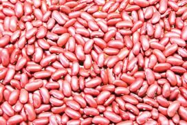 Robust demand pushes kidney bean prices upward