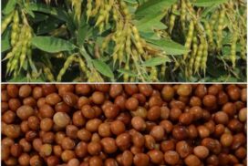 Pigeon pea price hits record high of K3.8 mln per tonne