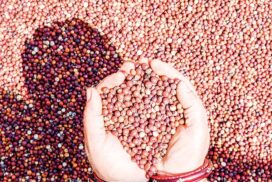 Pigeon pea price up by K1.7 mln per tonne on 19 Aug