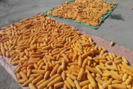 Corn price rebounds to K1,200 per viss in domestic market