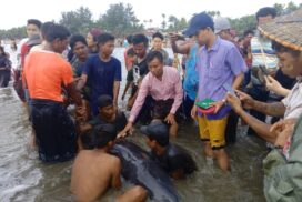 Enormous whale stranded on Chaungtha Beach: A spectacle of nature unfolds