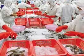 Myanmar ships 3,000+ MTs of shrimp to international markets in last four months