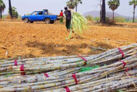 Myanmar to ship 10,000 tonnes of sugar to Viet Nam in 2023-24 sugarcane season