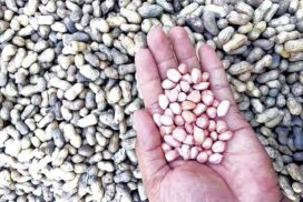 Flooding market causes drop in peanut prices amid weak global demand