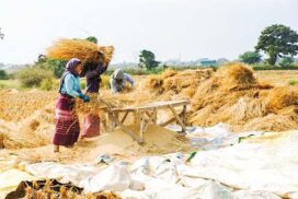 MRF declares paddy reference price during monsoon paddy harvest season