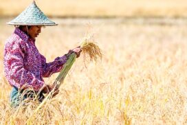 Pioneering Progress: Focusing on Five Key Methods to Enhance Local Rice Production