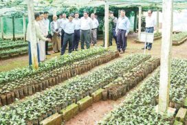 Government to support enhancing coffee production in Ywangan
