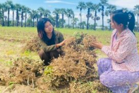 Magway Region harvests 152,746 acres of rain-fed peanut crops in September