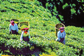 MoALI encourages value addition to tea leaf production in Shan State, Mandalay and Sagaing regions