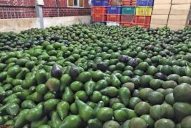Bahrain proposes to buy Myanmar’s avocado extract