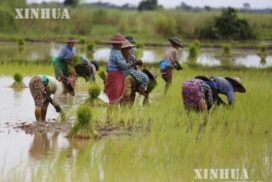 K500,000 profit set for acre of low-grade monsoon paddy