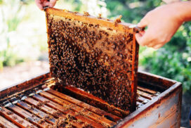 Expanding private beekeeping firms flourish as Myanmar honey commands premium prices