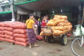 Yangon market sees bustling trade of Chinese potato