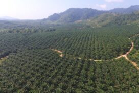 Myeik farmers eye investors for unrefined, refined palm oil plants
