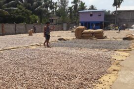 Myeik Tsp areca nut growers suffer losses due to price decline