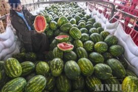Over 100,000 tonnes of watermelons exported to China in 8 months