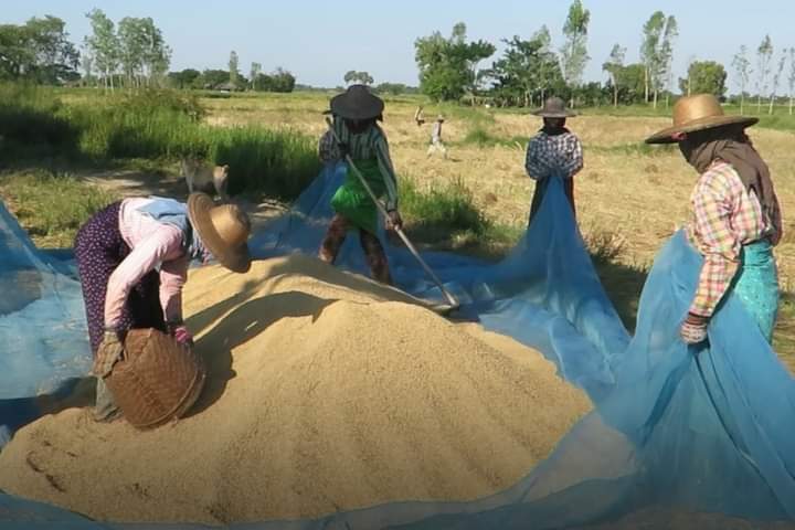 Sagaing Region provides nearly 700,000 rice sacks to other regions in under three months